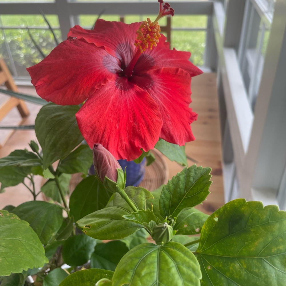 Meet your Posher, Hunter